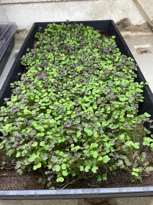 Microgreens & Kits