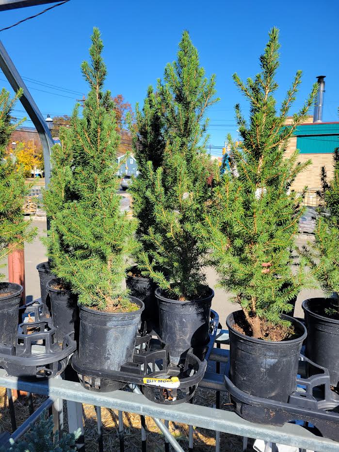 Dwarf Alberta Spruce