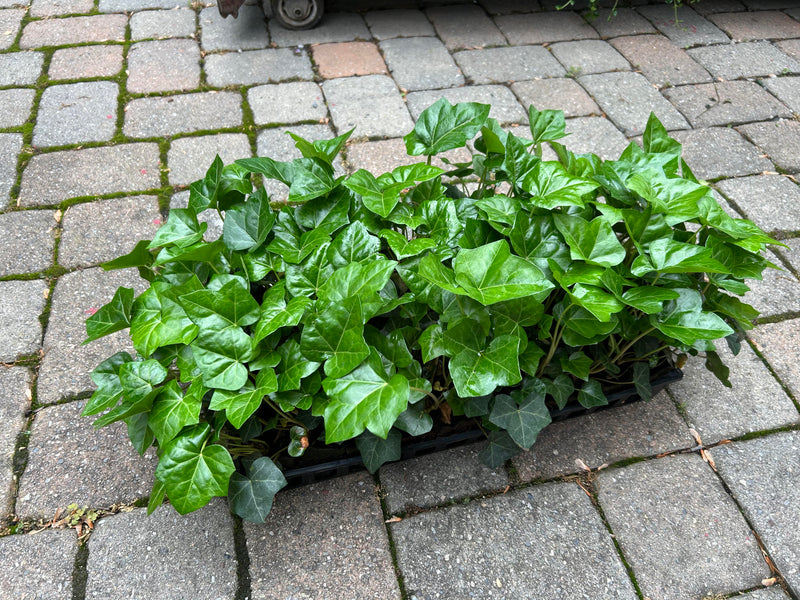English Ivy 50 Count Flat