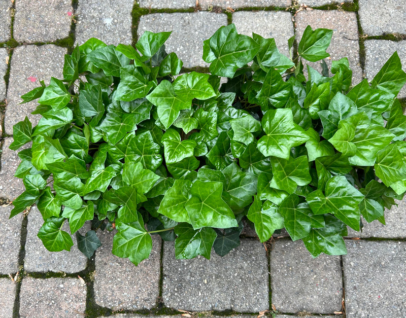 English Ivy 50 Count Flat