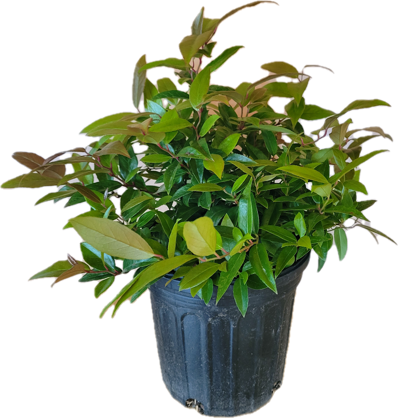 Leucothoe Axillaris Coastal 1g